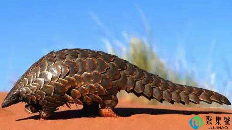 中华穿山甲灭绝了吗