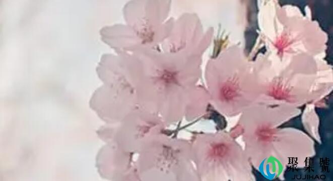 时光清浅,年华向晚的意思