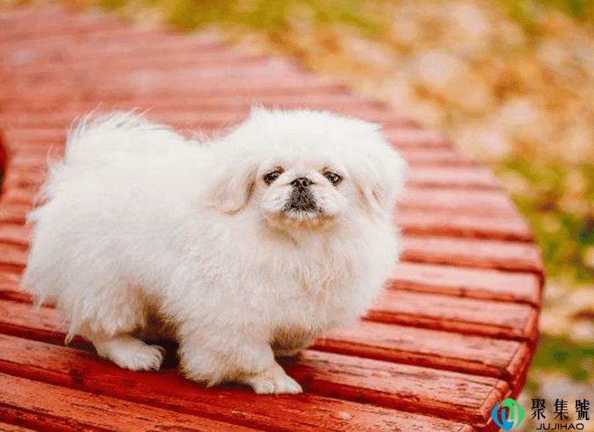 白色的狗狗品种