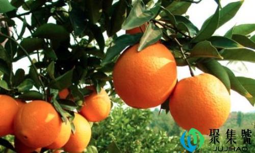 柳橙和橙子的区别是什么
