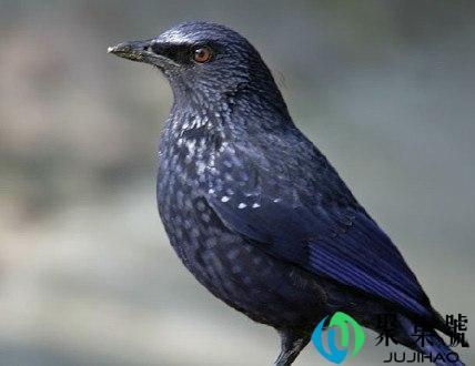 紫啸鸫国家几级动物