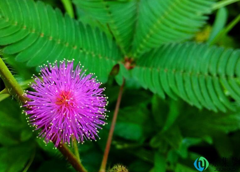 含羞草的叶子为什么能合上