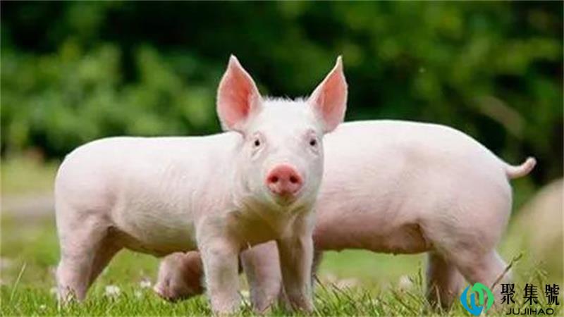 非洲猪瘟多少度能杀死