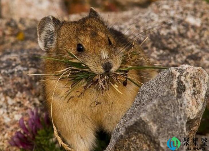 明争暗斗是什么动物