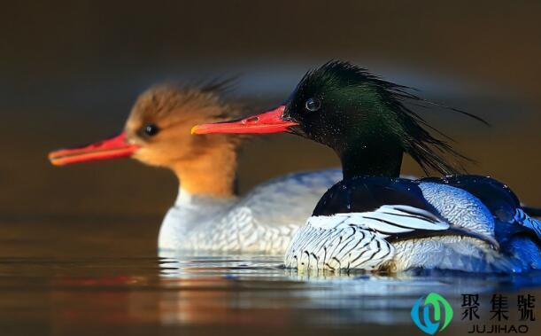 中华秋沙鸭属于国家几级保护动物