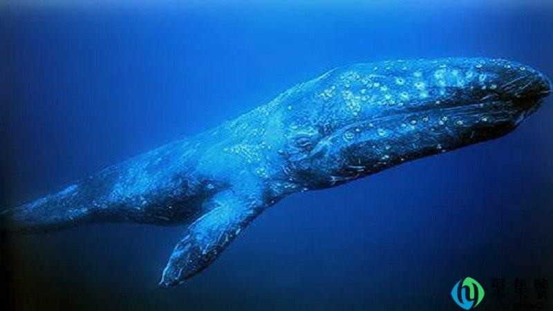 灰鲸的寿命多长