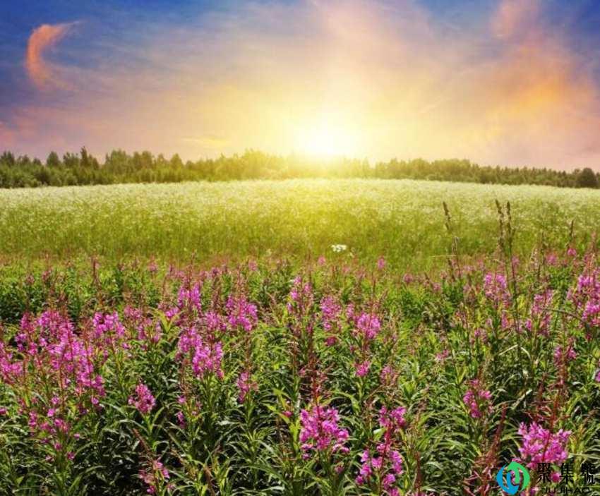 夏至是三伏天开始吗