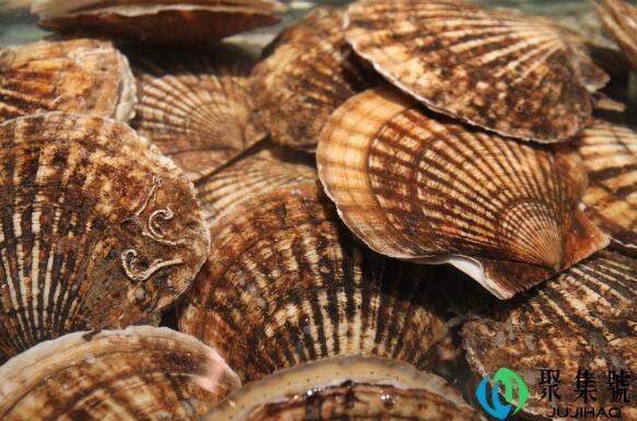 活扇贝放一夜怎么保存