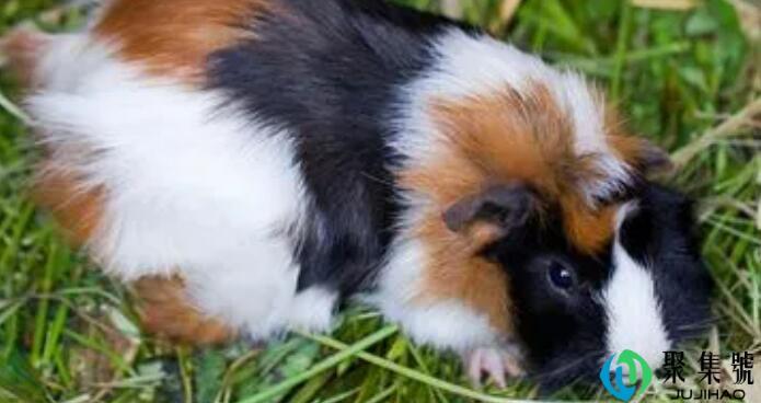 荷兰鼠死了能救吗