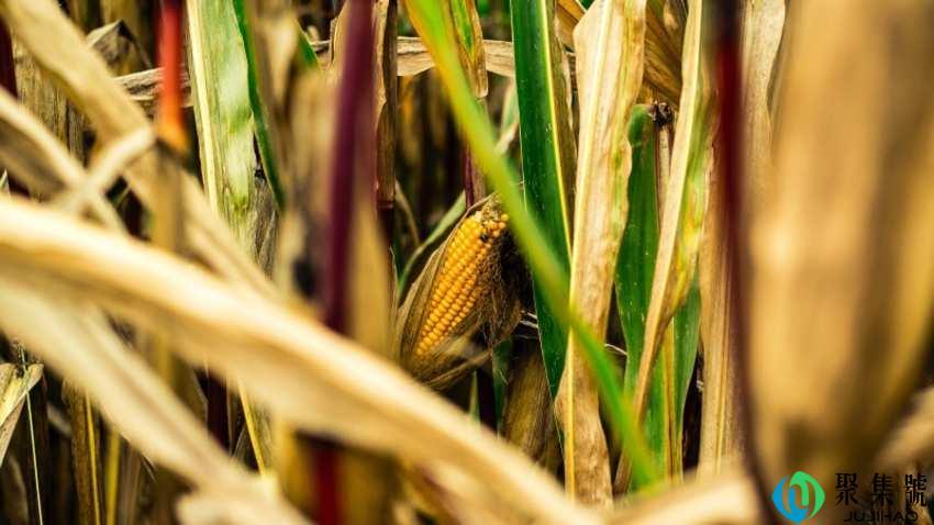 转基因玉米如何辨认