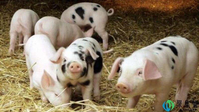 邻居家养猪太臭哪里管