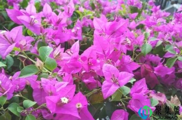 三角梅耐寒多少度