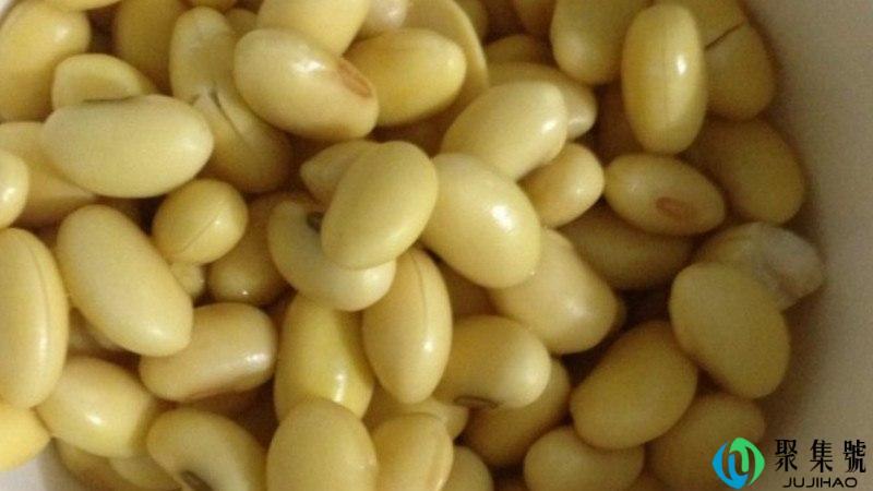 泡麻豆的黄豆要煮熟吗