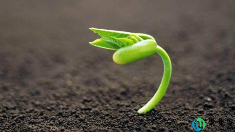 辛勤培育是啥意思