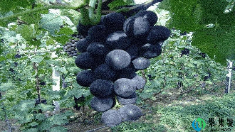 辽峰葡萄和巨峰的区别