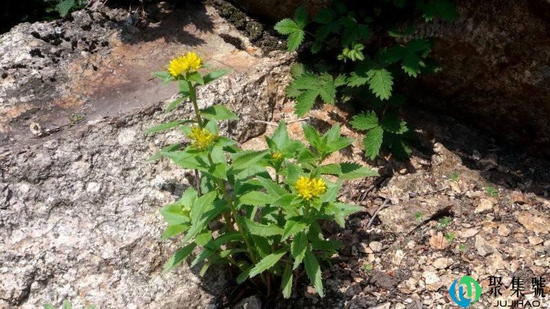 三七无剪口是什么意思