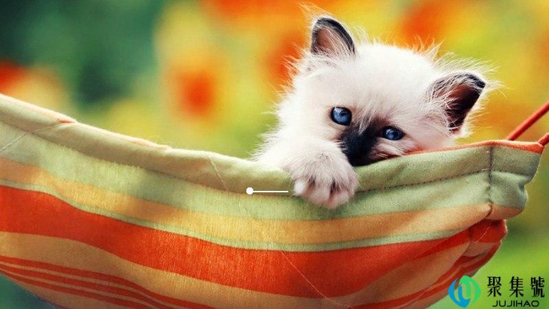 小萌宠是什么意思