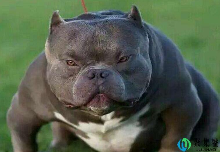 恶霸犬5种体型详解