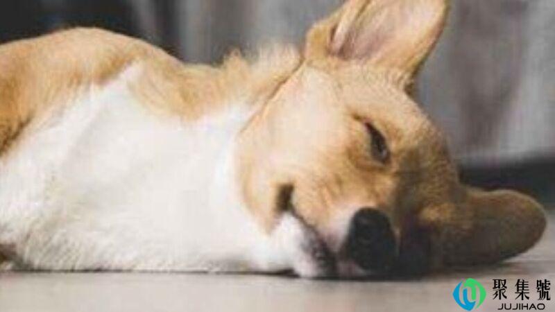 狗吃了榴莲咋办