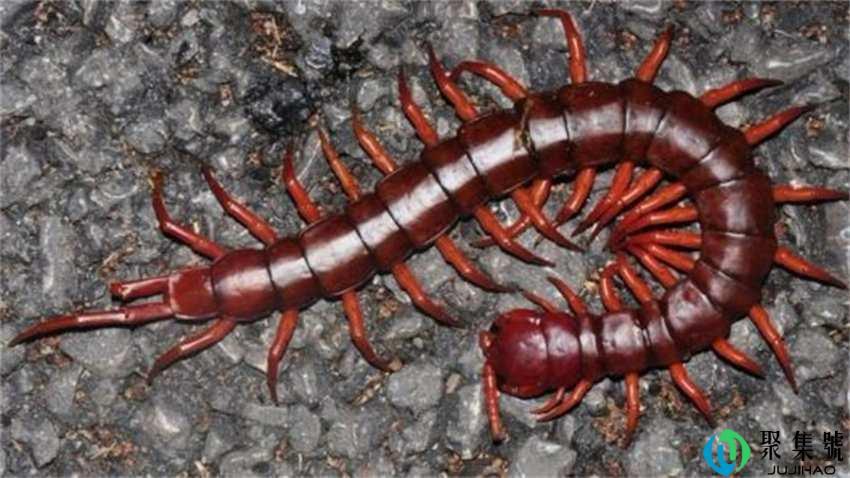 杀死蜈蚣同伴会来寻仇吗