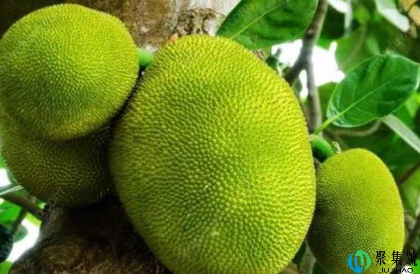 菠萝蜜用牙签看生熟可以吗