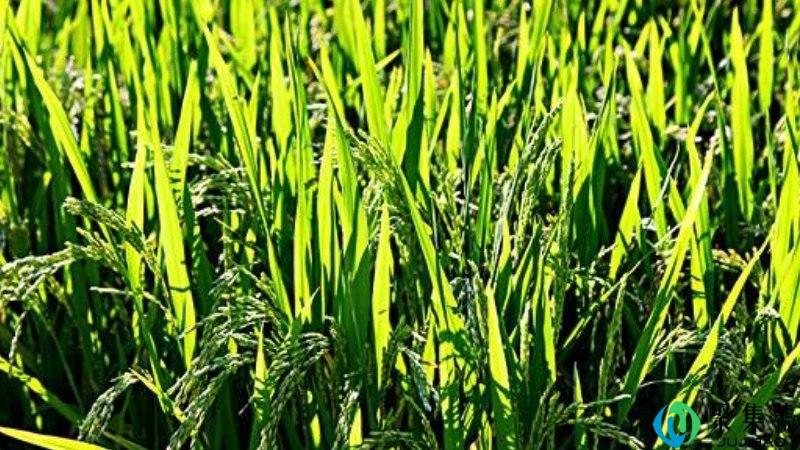 稻上场的上场是什么意思