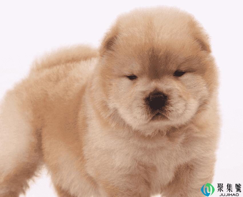 怎么让狗狗去厕所