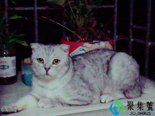 猫毒是什么意思