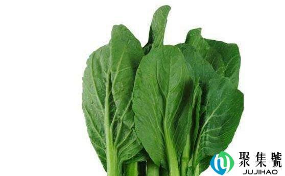 菜心是什么菜