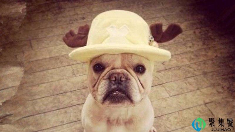 法斗标准体和短体区别