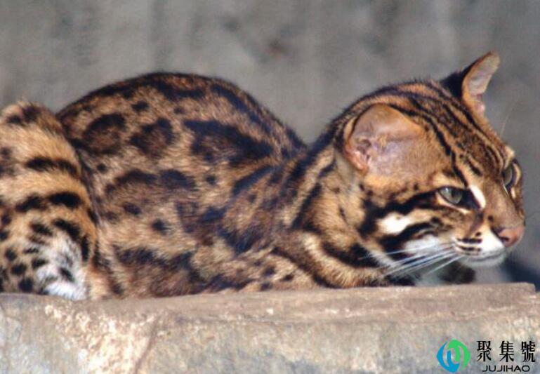 豹猫性格怎么样