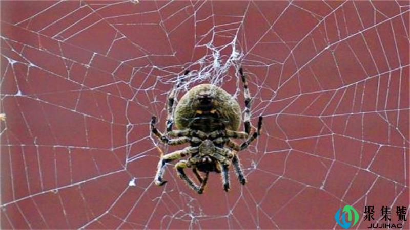 蜘蛛的力气有多大