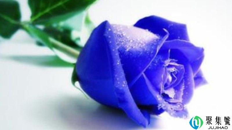 蓝色玫瑰代表什么