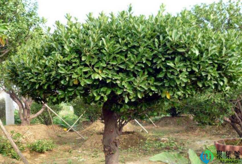 女贞和冬青的区别