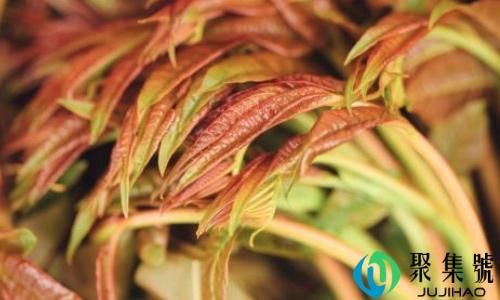 香椿只能吃叶子吗