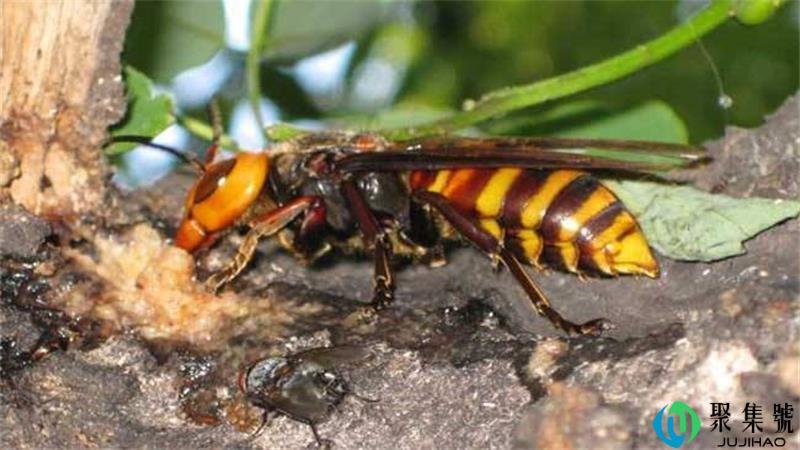 马蜂报复的原理