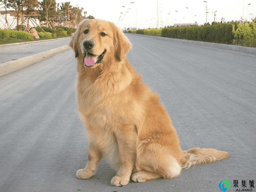 金毛寿命多少年