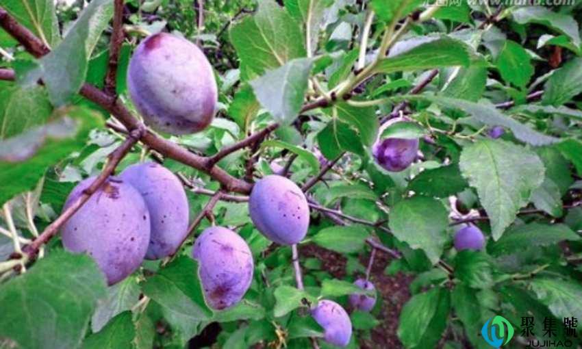 西梅挑选硬的还是软的