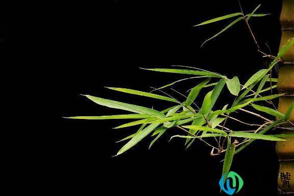 竹子辨别方向的方法