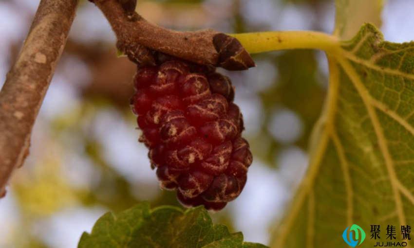 三月什么水果当季