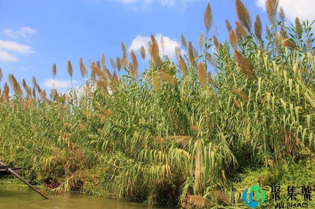 芦苇与蒲棒的区别