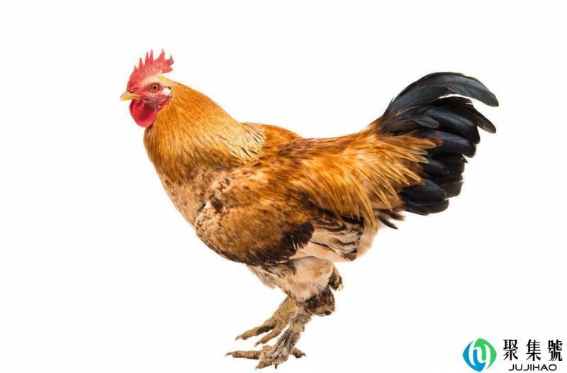 为什么公鸡不怕蜈蚣