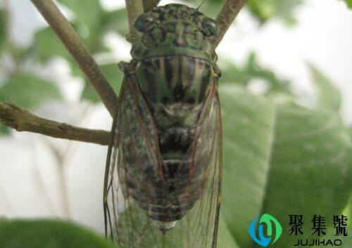 蝉什么月份出土