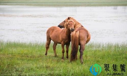 一马不行百马忧意思