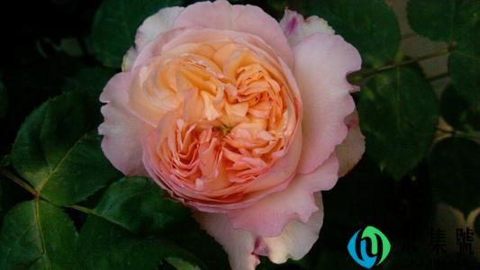 一花一世界表达什么