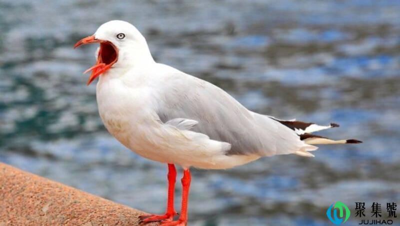 海鸥命是什么意思