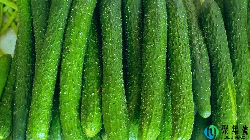 青瓜可以生吃吗