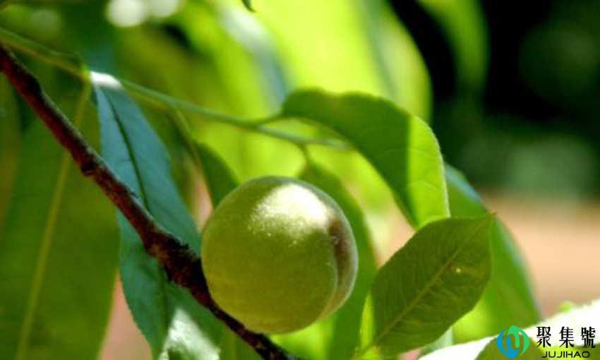 水蒲桃可以吃吗