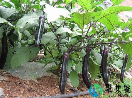 茄子的生长周期分为哪几个时期