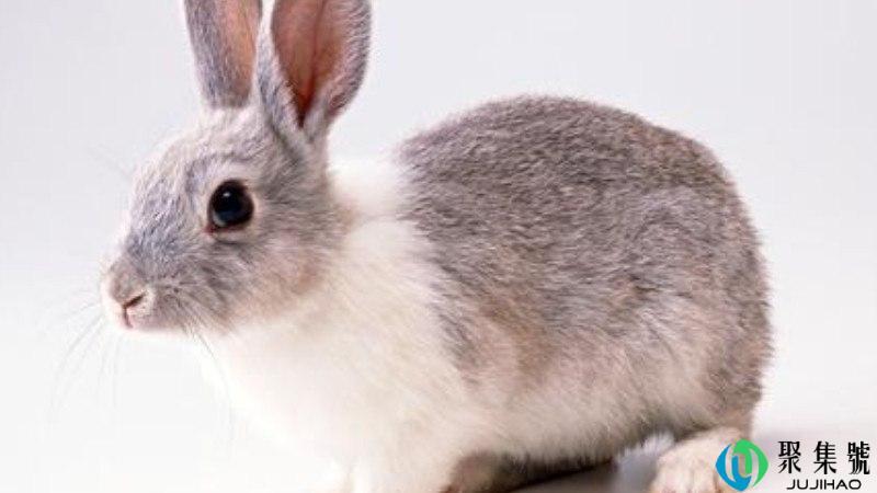 心系天下是什么生肖